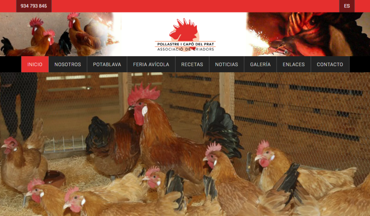 Diseño web en El Prat de Llobregat 